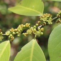 Casearia zeylanica (Gaertn.) Thwaites